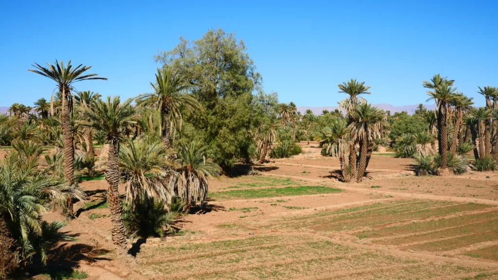 Development land near Marrakech with the Atlas Mountains in the distance
