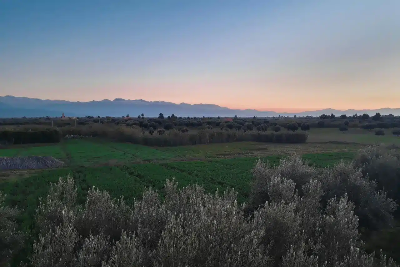 Fertile agricultural land in Marrakech, Morocco at sunset with olive trees and Atlas Mountains in the background.