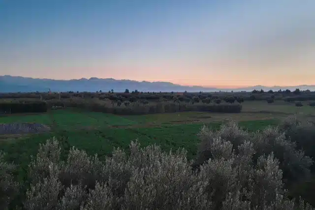 Fertile agricultural land in Marrakech, Morocco at sunset with olive trees and Atlas Mountains in the background.