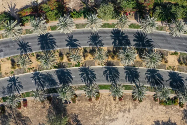 Palm-lined road symbolizing Marrakech Infrastructure Property Growth.