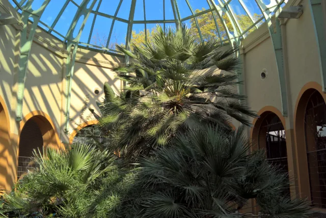 Green Roofs and Urban Agriculture in a greenhouse with palm trees