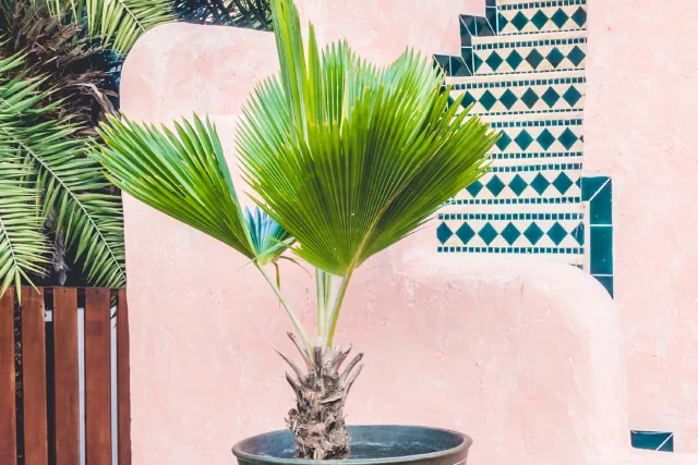Small palm plant in decorative pot at a certified green homes Morocco courtyard
